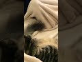 Look at those baby cat monkey feet!
