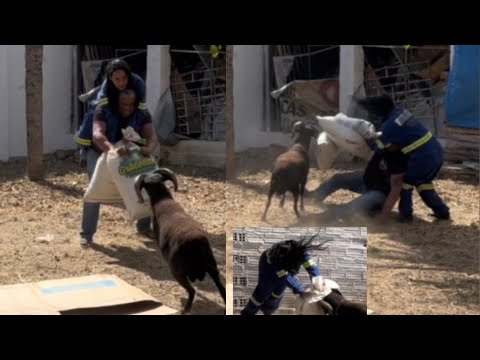 BIRO LEVOU C4SSETE DE BODE CHICO A VONTADE 😂