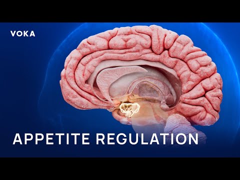 How Semaglutide Controls Appetite: Hypothalamus, GLP-1, and the Brain-Gut Axis in 3D