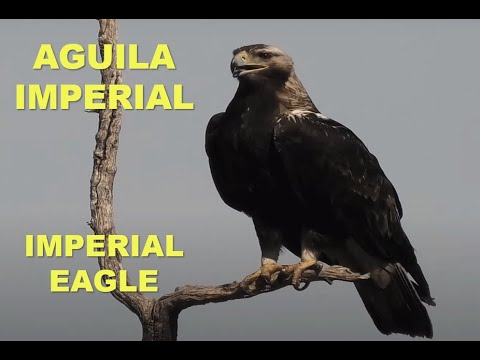 AGUILA IMPERIAL | IMPERIAL EAGLE | Aquila adalberti