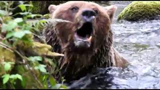 Oso herido  - Palacios del Sil