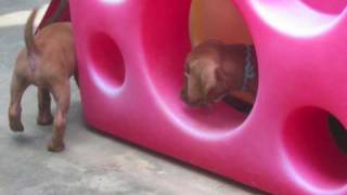 The Seussical Litter Has Arrived