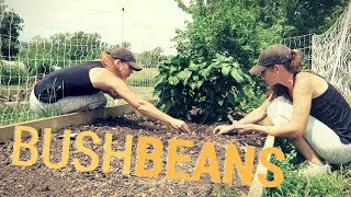Planting Bush Beans