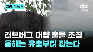 올여름도 러브버그 비상…수도권 넘어 확산 조짐에 선제 방제｜지금 이 뉴스