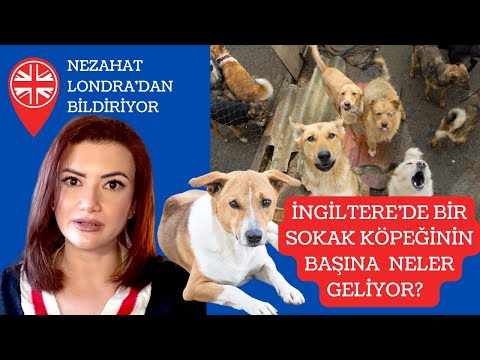 İngiltere'de sokakta sahipsiz bulunan bir köpeğin başına neler geliyor?