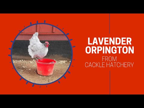Lavender Orpington Chickens at Cackle Hatchery