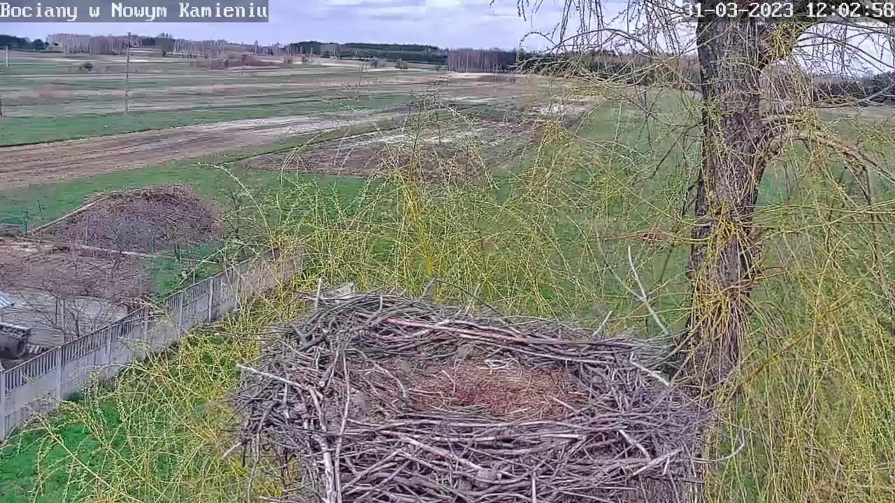 Najmłodszy z Wiciny