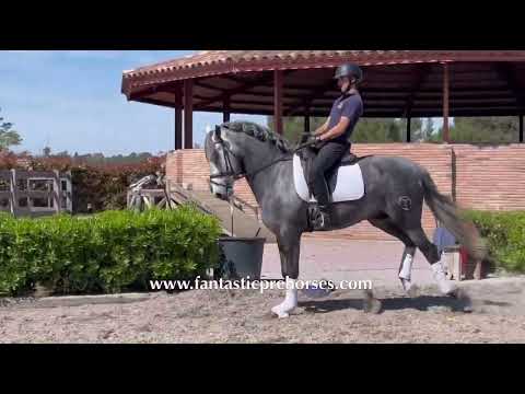 TORERO • PRE Stallion bombproof behavior 4 years old & 1.67 meters