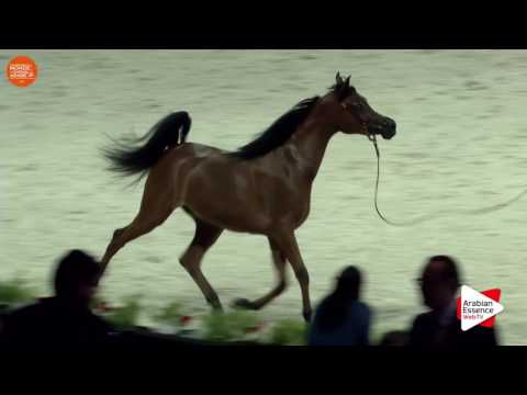 3RD - N.19 LOULOU AL NASSER - Paris 2016 - Yearling Fillies (Class CM1 B)