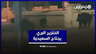 خنازير برية تصل السعيدية عبر الحدود الجزائرية thumbnail
