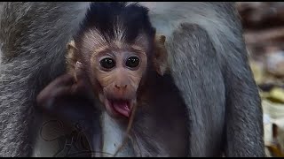 Baby Monkey Vixen Enjoying Her Peace Time Playing Without Kidnapping