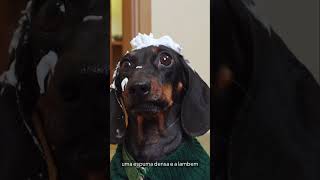 O Ouriço Espumando pela Boca