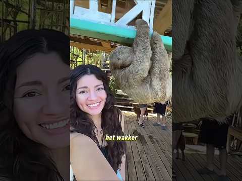 Kijk wat dit dier heeft gedaan toen het wakker werd! 😳