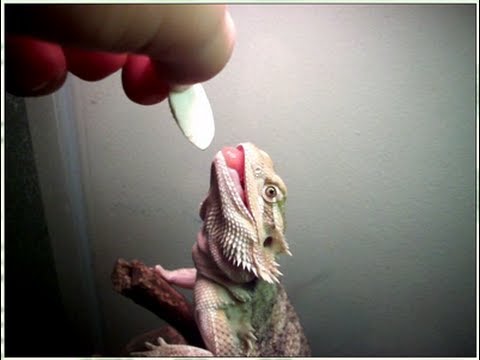 download lagu mp3 mp4 Mushrooms Bearded Dragon, download lagu Mushrooms Bearded Dragon gratis, unduh video klip Mushrooms Bearded Dragon