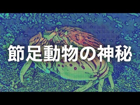 Cardioglossa leucomystax