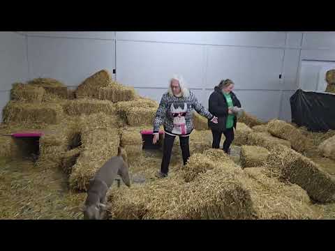 Barn Hunt - Masters Level, Oskar gets Distracted
