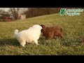 Pomeranian dogs for sale: Balto - Video 1
