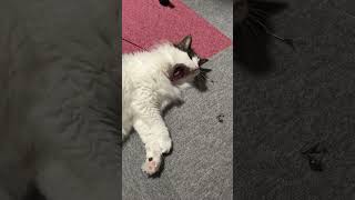 不貞腐れてしまった猫【ノル猫ミロシー】 #shorts