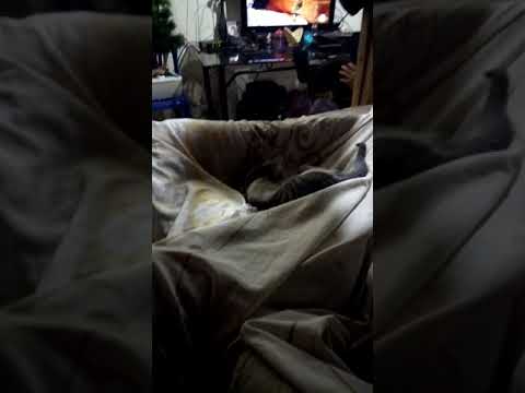 Mi gata jugando 😀😀😀