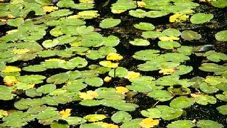 Michael & Ruth Donaghey - Carrying Me   Carrying You