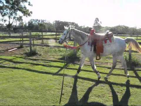 Enspyrr Polish Arabian Gelding @ 3 years.
