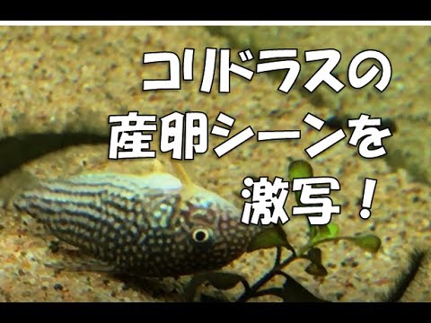 コリドラスの産卵シーンを激写！スロー撮影。Spawning coridoras