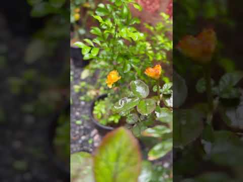 എന്റെ സന്തോഷം 🥰🥰#shortvideo #garden #kerala #shorts #flowers #nature #love #vlog #newsong