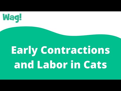 Early Contractions and Labor in Cats | Wag!