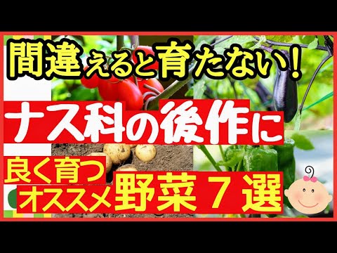 秋にトマトの後に何を植えることができますか？温室と庭用の7つの植物  庭園