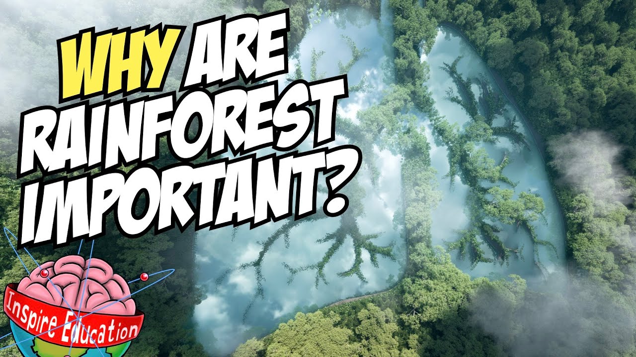 Why must the rainforest be protected?