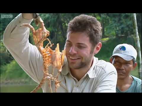 Red Bellied Piranha  vs Chicken (Face to face with the Monster Fish Colony)