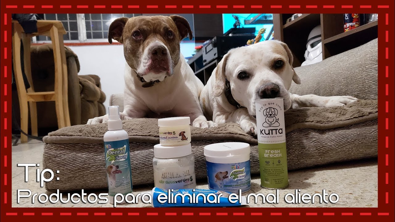 Tip: Productos para eliminar el mal aliento en los perros