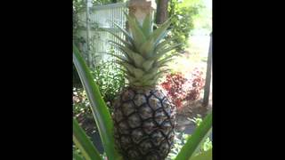 Walter Wanderley - On My Mind