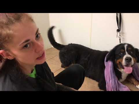 YouTube video about: How to shave a bernese mountain dog?