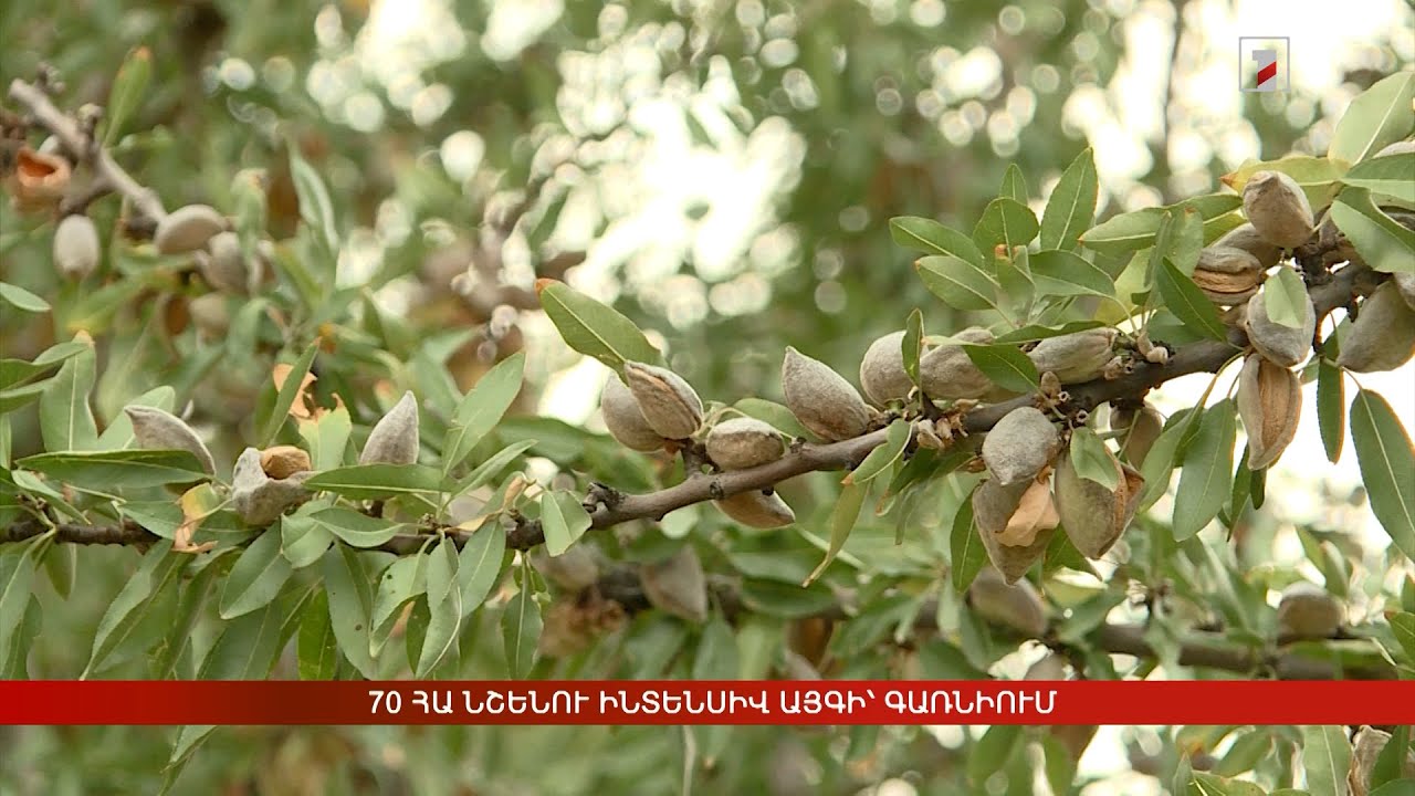 70 հա նշենու ինտենսիվ այգի՝ Գառնիում