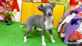 イタリアングレーハウンドの動画01