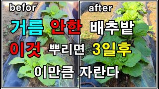김장배추 물비료주기 / 이모작으로 거름못한 김장배추밭 물비료 뿌려주면 정말 잘자라요
