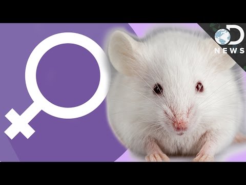 Why Don’t Scientists Use Female Mice?