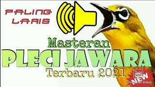 Download lagu 30 Menit Masteran PLECI JAWARA Terbaru 2021 Paling Ampuh mp3