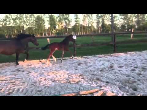 07.05.2016 SF von Dressage Royal x Show Star x Ehrentusch