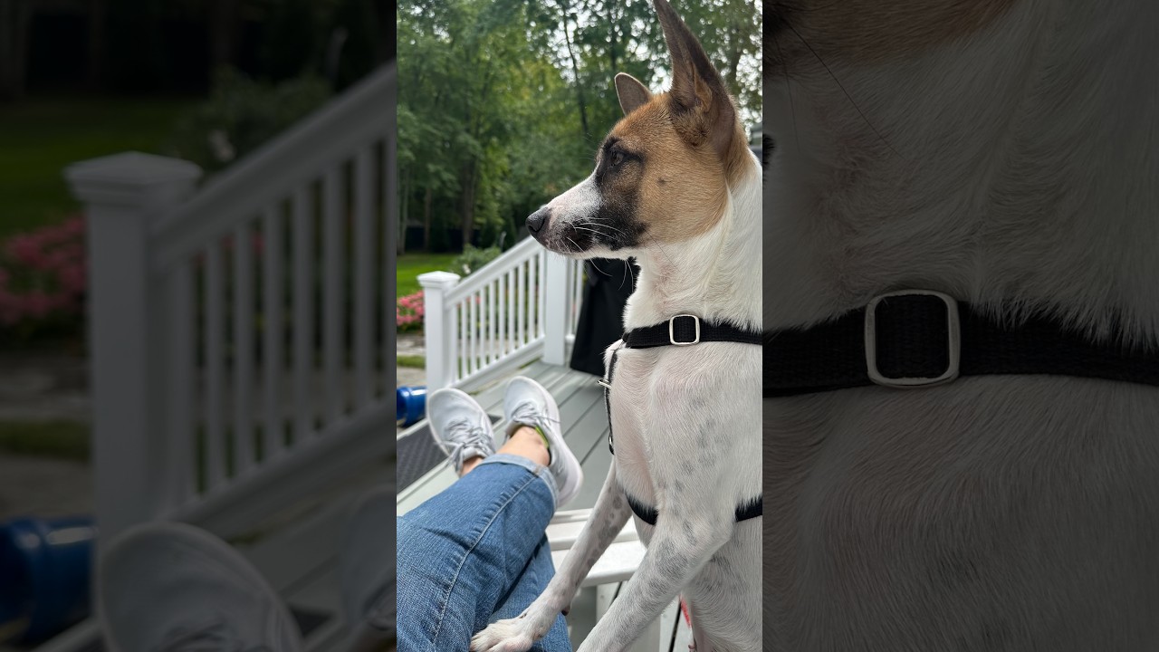 Enlarge Danie, a Adopted mixed breed in Morristown, NJ video 6/6