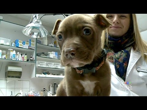 Abandoned seven-week-old puppy being nursed back to health
