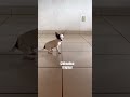 Chihuahua A Menor Raça Do Mundo