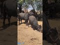 Animal Mating