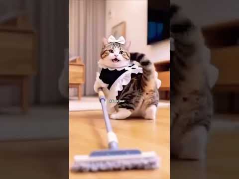 kanta bai by cat hard worker #kantabai #tonykakkar #foryou #ytshorts #trending #kidzzToon #song #fyp