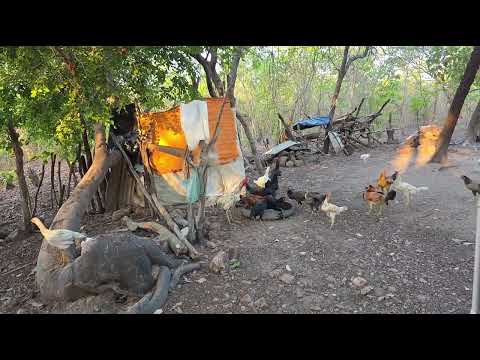 11.2025 - Chácara Osório - Antonio Almeida PI