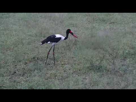 Djuma: Saddle-billed Stork in area where Wildebeest calf was eaten - 04:57 - 12/16/20