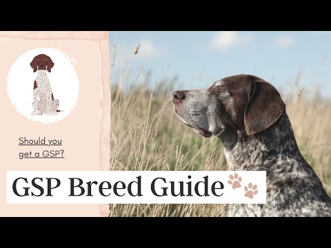 YouTube video about German Shorthaired Pointer: Tracing Back the Breed's Origins