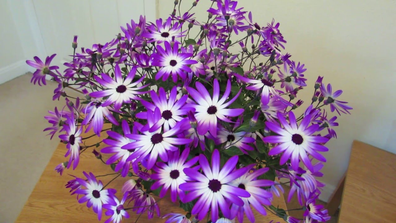 Senetti Care