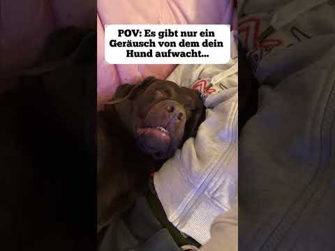 Typischer Tag als DogDad?!😭😂 Wer kennt’s? #dogdad #labrador #hund